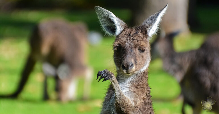 Tündérfátyol szállás programajánló kenguru park