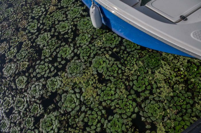 Tisza-tó vízivilága